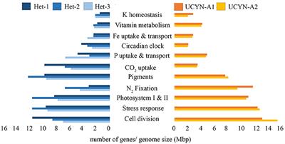 A Short Comparison of Two Marine Planktonic Diazotrophic Symbioses Highlights an Un-quantified Disparity